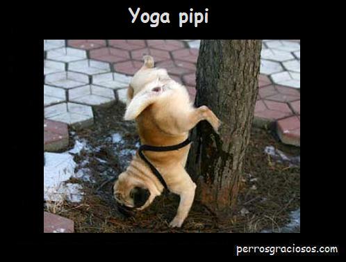 perros-graciosos-yoga-pipi.jpg